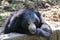 Sloth Bear Melursus ursinus  resting closeup shot