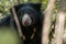 Sloth bear or Melursus ursinus vulnerable species encounter in natural habitat in jungle safari. Head shot of bear at ranthambore