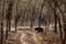 Sloth bear or Melursus ursinus walking on the road Ranthambore National Park, Rajasthan, India