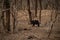 Sloth bear or Melursus ursinus walking on the road Ranthambore National Park, Rajasthan, India