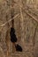 Sloth bear mother or Melursus ursinus climbing on a tree to get honey for her cub at Ranthambore National Park