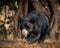 Sloth bear moving about in the forest