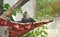 Sloth bear sleeps in hammock