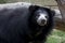 Sloth Bear too