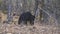 A sloth bear walking in tadoba wildlife reserve