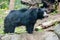 Sloth black asian bear