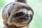 Sloth Brown-throated, slow animal Bradypus variegatus Animal face close up