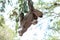 Sloth climbing tree