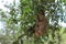 Sloth climbing tree