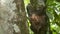 Sloth climbing tree with foliage, Costa Rica