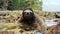 Sloth crossing puddle on ground of tropical coast