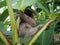 Sloth hanging from a banana tree
