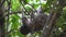 Sloth hanging in the canopy of a tropical tree in the rainforest