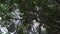 Sloth hanging in the canopy of a tropical tree in the rainforest