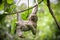 Sloth hanging out and scratching its belly.