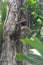 Sloth hanging in a tree in Bocas del Toro Panama