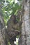 Sloth hanging in a tree in Bocas del Toro Panama