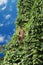 A sloth hangs on a branch among green leaves against a blue sky