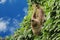 A sloth hangs on a branch among green leaves against a blue sky