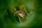 Sloth hidden in the dark green vegetation. Linnaeus\'s two-toed Sloth, Choloepus didactylus.