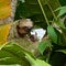 Sloth and its baby sitting in the tree in Costa Rica
