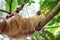 Sloth in the jungle of Costa Rica