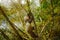 Sloth in nature habitat. Beautiful Hoffmanâ€™s Two-toed Sloth, Choloepus hoffmanni, climbing on the tree in dark green forest