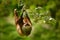 Sloth in nature habitat. Beautiful Hoffmanâ€™s Two-toed Sloth, Choloepus hoffmanni, climbing on the tree in dark green forest