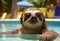 sloth in the pool, summer vacation