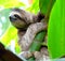 Sloth in Puerto Viejo, Costa Rica