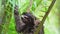 Sloth in Rainforest, Costa Rica Wildlife, Climbing a Tree, Brown Throated Three Toed Sloth (bradypus