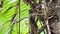 Sloth in Rainforest, Costa Rica Wildlife, Climbing a Tree, Brown Throated Three Toed Sloth (bradypus