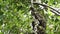 Sloth in Rainforest, Costa Rica Wildlife, Climbing a Tree, Brown Throated Three Toed Sloth (bradypus