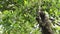 Sloth in Rainforest, Costa Rica Wildlife, Climbing a Tree, Brown Throated Three Toed Sloth (bradypus