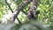 Sloth in Rainforest, Costa Rica Wildlife, Climbing a Tree, Brown Throated Three Toed Sloth (bradypus