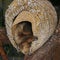 Sloth sleeping in a basket cage, Sloths are a group of arboreal Neotropical xenarthran mammals