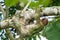 A sloth smiling at the camera while hanging in the Costa Rican jungle.