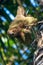A sloth smiling at the camera while hanging in the Costa Rican jungle