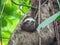 Sloth Views around Costa Rica
