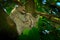 Sloth with young baby. Beautiful animal in nature habitat. Linnaeus`s two-toed Sloth, Choloepus didactylus, hidden in the dark gr