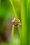 Slough of a grasshopper hung on rice leaf