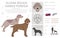 Slovak rough haired pointer coat colors, different poses clipart