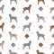 Slovak rough haired pointer coat colors, different poses seamless pattern