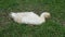 Slovak White goose, Domestic geese,