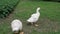 Slovak White goose, Domestic geese,