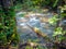 Slovakia forest with trees and mountain stream