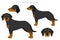 Slovakian hound coat colors, different poses clipart
