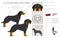 Slovakian hound coat colors, different poses clipart