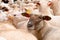 Slovakian sheep in flock looking at camera