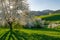 Slovakian spring landscape cherry tree